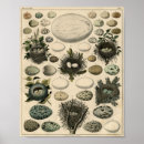 Recherche de bird egg posters Birds