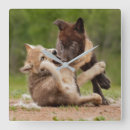 Recherche de lupus horloges Loup gris