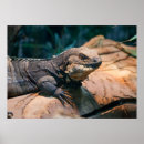 Recherche de terrarium posters Reptile