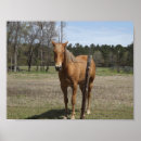Zoek naar ras paarden posters Kastanje