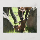 Recherche de elfe cartes postales Passage