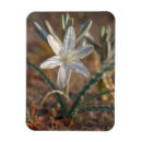 Recherche de fleur lys magnets Bleu