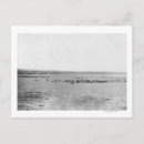 Recherche de bétail photographie Avec