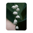 Recherche de fleur lys magnets Blanc