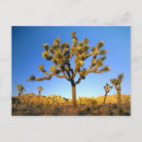 Zoek naar joshua tree national park briefkaarten West