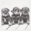 Recherche de chien schnauzer miniature autocollants Animal