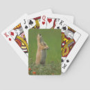 Recherche de comportement jeux de cartes Animal