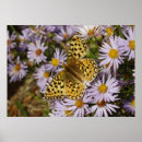 Zoek naar asters posters Natuur