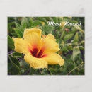 Recherche de hibiscus cartes postales Tropical