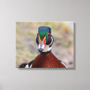 Zoek naar watervogels kunst Dier