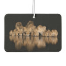 Recherche de feline voiture accessoires Animal