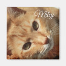 Recherche de photos de chat magnets Cats
