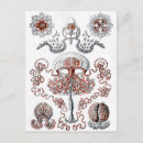 Recherche de haeckel cartes postales 1904