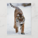 Zoek naar siberische tijger briefkaarten Dieren in het wild