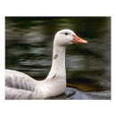 Zoek naar canadese gans posters Water