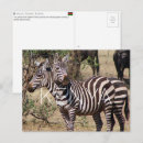 Zoek naar wildlife posters briefkaarten Zebra