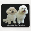 Recherche de bichons tapis souris Chiot