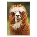 Recherche de d alpaga posters Drôle
