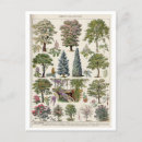 Zoek naar plant boom briefkaarten Vintage