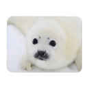 Recherche de caresse magnets Animal