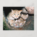 Recherche de chat asiatique cartes postales Sauvage