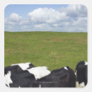 Zoek naar vee stickers Natuur