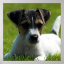 Recherche de jack russell posters Dog