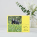 Recherche de fleur de pissenlit cartes postales Fleurs