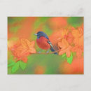 Recherche de oiseaux chanteurs cartes postales Orange