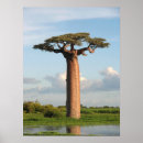 Zoek naar baobab kunst Madagascar