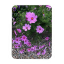 Zoek naar cosmos magneten Bloemen