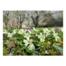 Zoek naar primula posters Plant