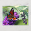 Recherche de beau papillon cartes postales Faune