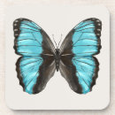 Recherche de papillon bleu morpho dessous de verres Insecte