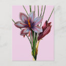 Recherche de fleurs de crocus cartes postales Botanique