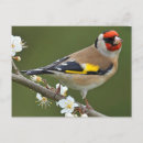 Zoek naar vink briefkaarten Dieren