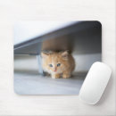 Recherche de chaton bébé tapis souris Chat perse