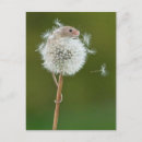 Recherche de vie à la campagne cartes postales Pour tous