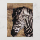Recherche de safari africain cartes postales Zimbabwe