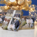 Recherche de bretons papier cadeau Spaniel breton