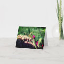 Recherche de sedum cartes postales Fleur