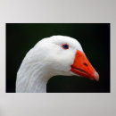 Recherche de oie de mère posters Nature