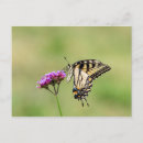 Recherche de papillon tigre cartes postales Nature