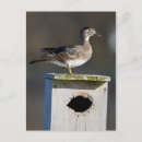 Recherche de griffe cartes postales Élégant