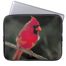 Recherche de cardinal du nord électronique Oiseau