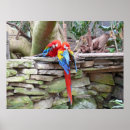 Recherche de écarlate art Oiseau