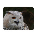 Recherche de aigle magnets Oiseau