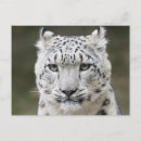 Recherche de snow leopard cartes postales Gros chat
