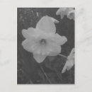Zoek naar narcis briefkaarten Natuur