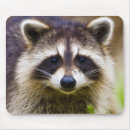 Recherche de raton tapis souris Faune